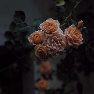 美女裸体推油露BB
